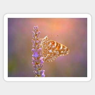 Painted Lady Butterfly Backlit on Lavender Sticker